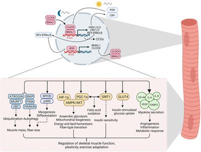 Time to Train: The Involvement of the Molecular Clock in Exercise Adaptation of Skeletal Muscle